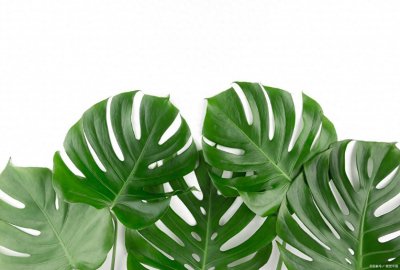 观叶植物有哪些品种 观叶植物名称大全