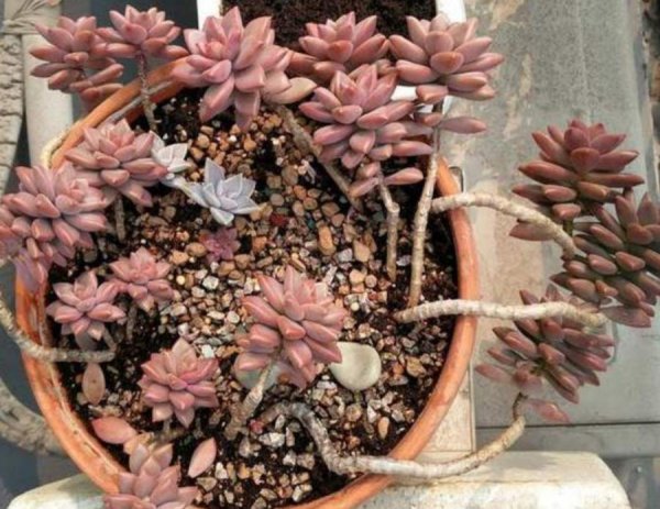 姬胧月多肉植物怎么养