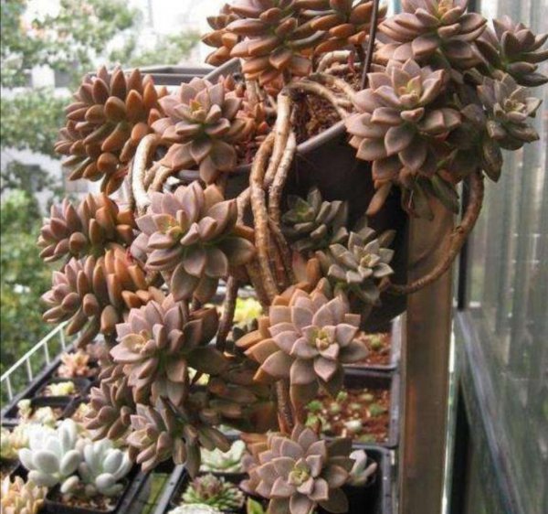 姬胧月多肉植物怎么养
