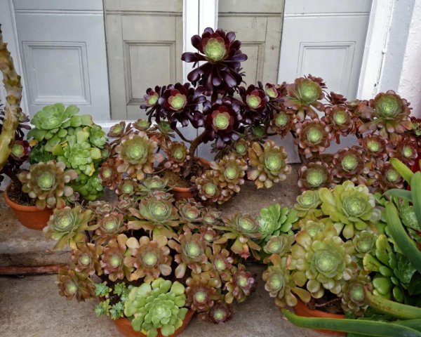 多肉植物黑法师如何养殖