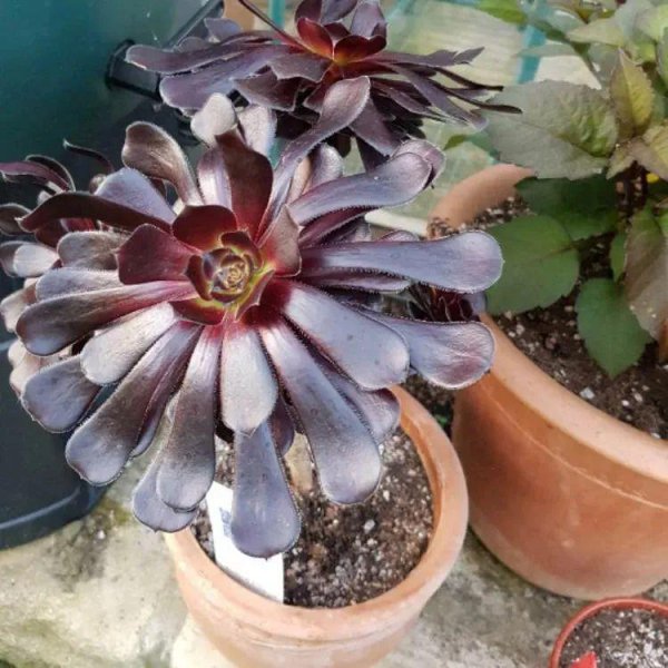 多肉植物黑法师如何养殖