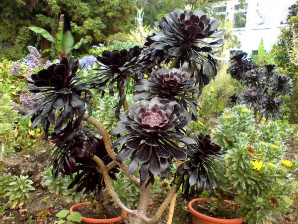 多肉植物黑法师如何养殖