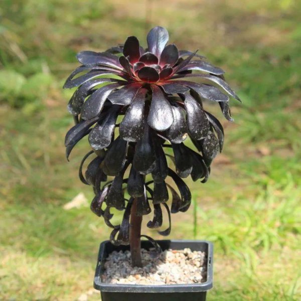 多肉植物黑法师如何养殖