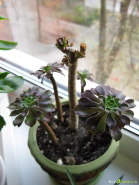 多肉植物黑法师如何养殖