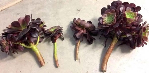 多肉植物黑法师如何养殖