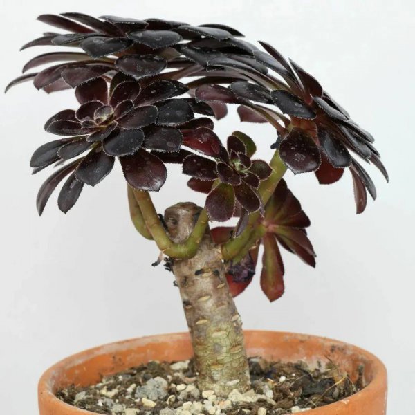 多肉植物黑法师如何养殖