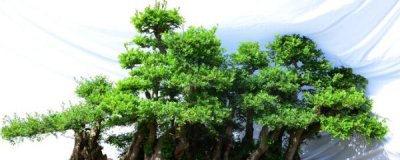 对节白蜡小盆栽怎么养 对节白蜡盆景养殖技术