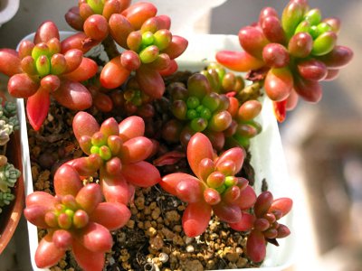多肉植物盆景怎么养护 多肉养殖方法与技巧