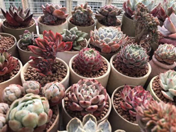 多肉植物盆景怎么养护