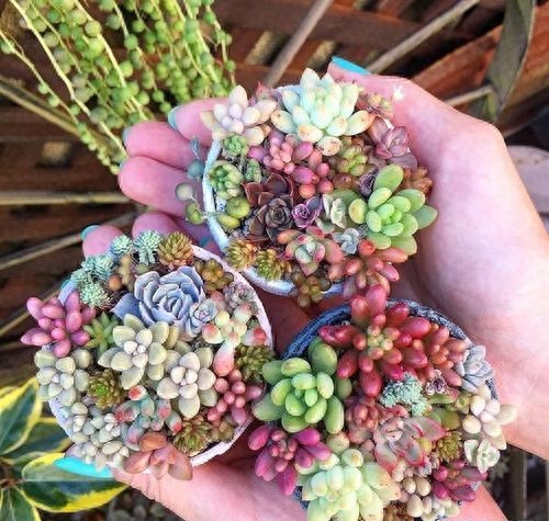 多肉植物盆景怎么养护