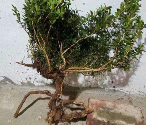 小叶黄杨盆景怎么养