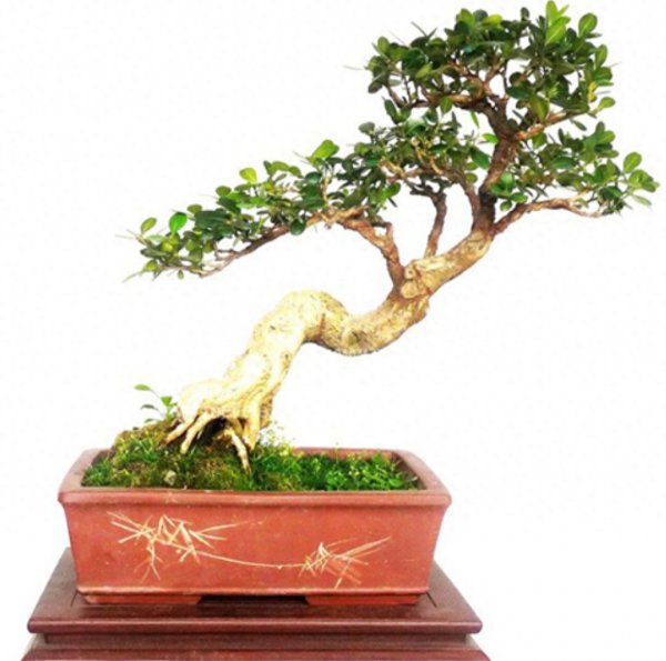 小叶黄杨盆景怎么养