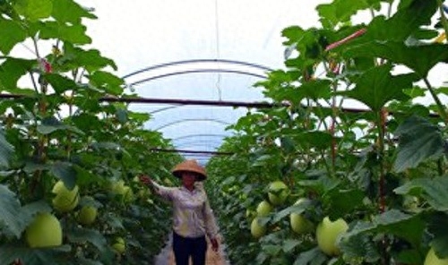 哈密瓜怎么种植盆栽