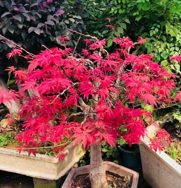 红舞姬红枫盆景怎么养