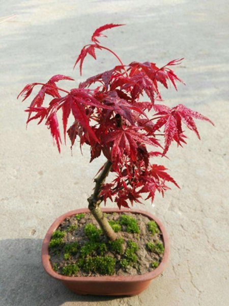 红舞姬红枫盆景怎么养