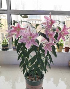 百合花怎么栽培成活率高 盆栽百合花种植方法讲解