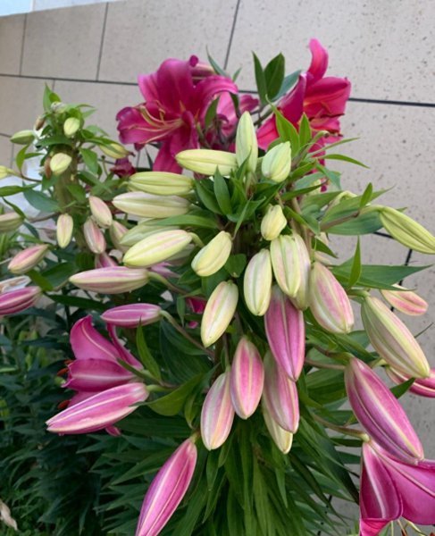 百合花怎么栽培成活率高