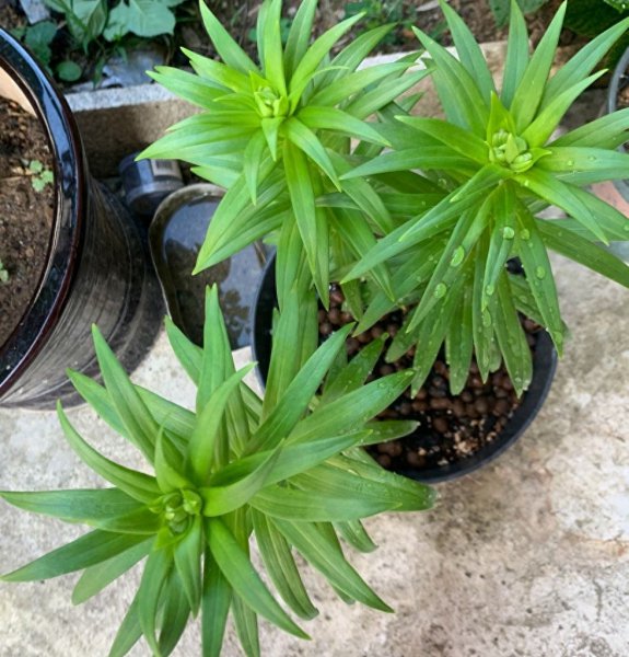 百合花怎么栽培成活率高