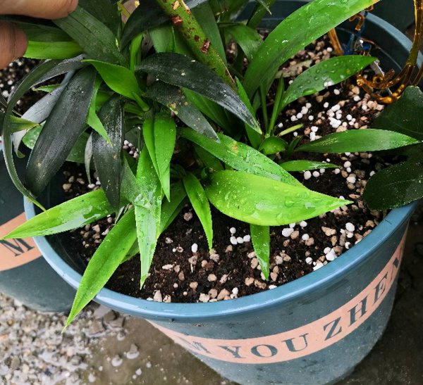 百合花怎么栽培成活率高