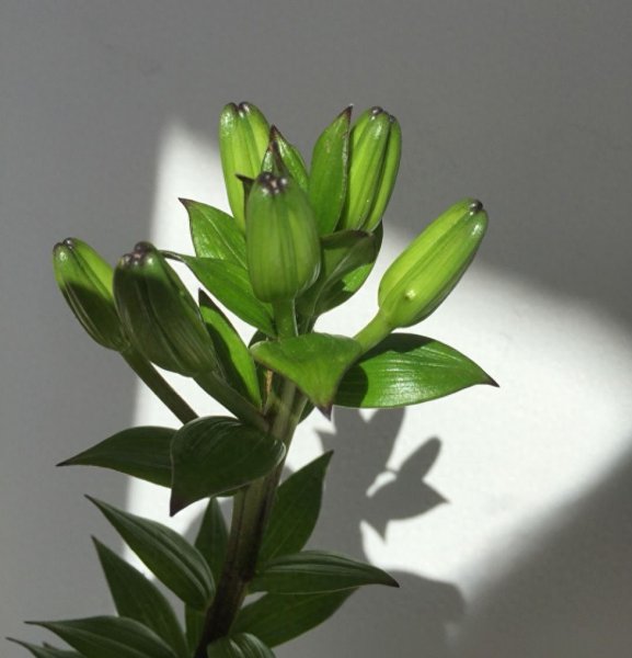 百合花怎么栽培成活率高
