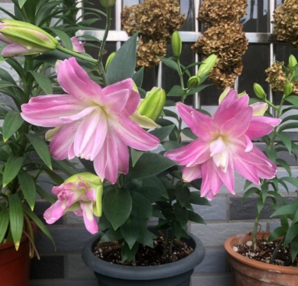 百合花怎么栽培成活率高
