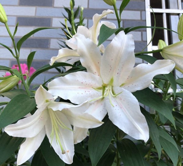 百合花怎么栽培成活率高