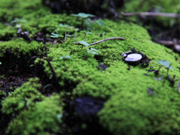 青苔怎么养长得好