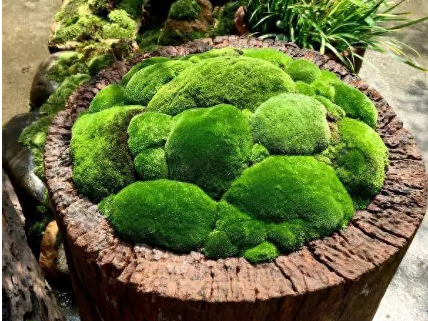 青苔怎么养长得好