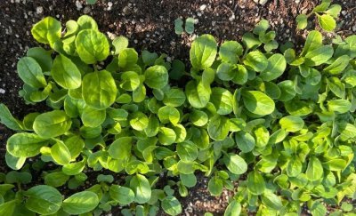 夏季种植的蔬菜有哪些 夏季种植蔬菜品种大全