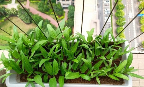夏季种植的蔬菜有哪些