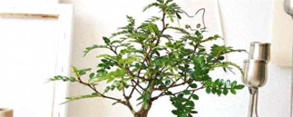 清香木怎么养护和管理
