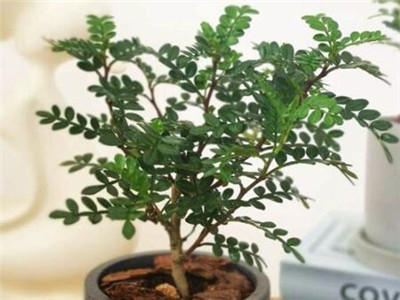 清香木怎么养护和管理
