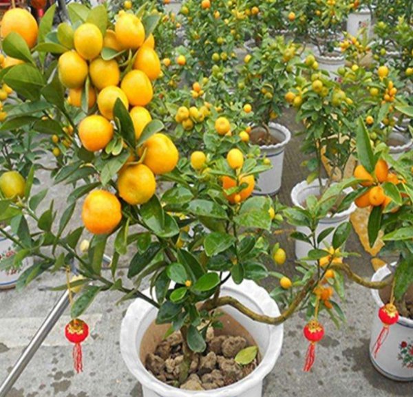 种植金桔树哪种土最好