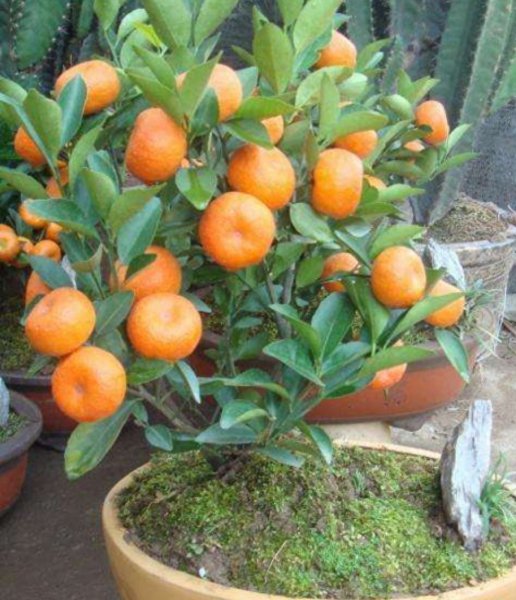 种植金桔树哪种土最好