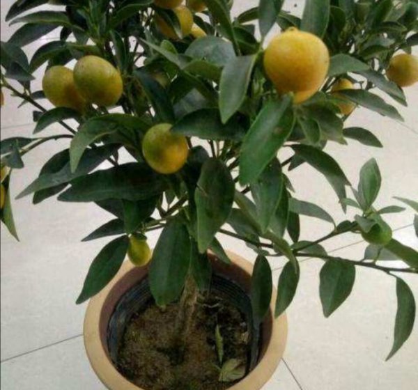 种植金桔树哪种土最好