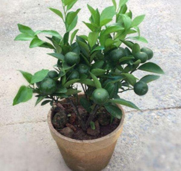 种植金桔树哪种土最好