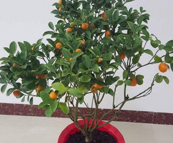 种植金桔树哪种土最好