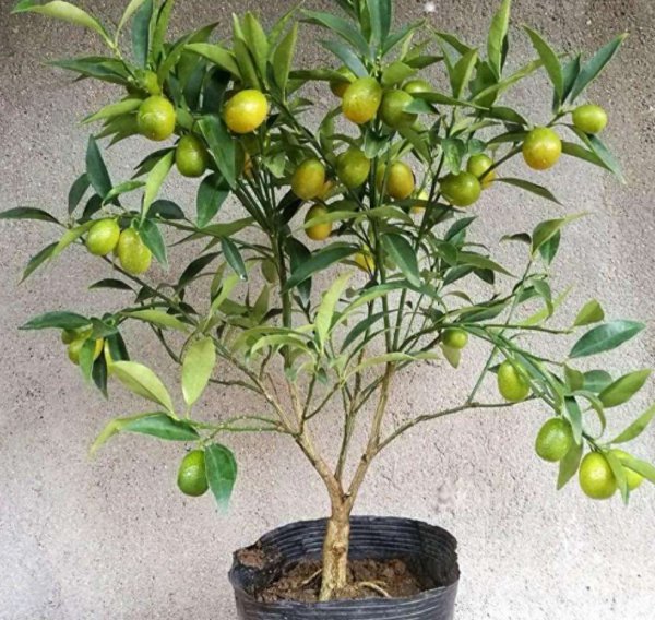 种植金桔树哪种土最好
