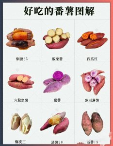 红薯都有哪些品种 红薯的品种大全图解