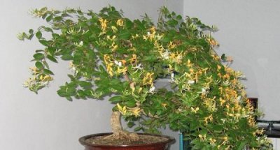 金银花盆景好养吗 金银花盆景栽培技术