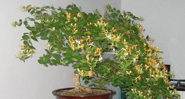 金银花盆景好养吗