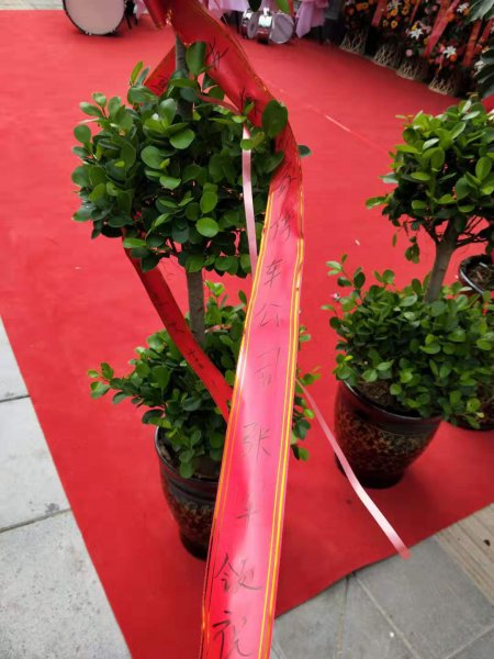 摇钱树盆栽怎么养殖
