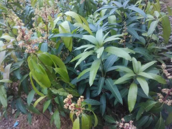 芒果籽怎么种才能发芽
