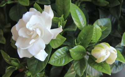 盆栽栀子花怎么养护 盆栽栀子花的养殖方法介绍