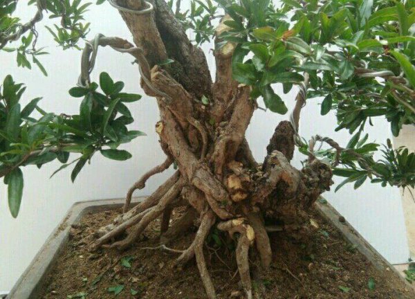 盆栽栀子花怎么养护