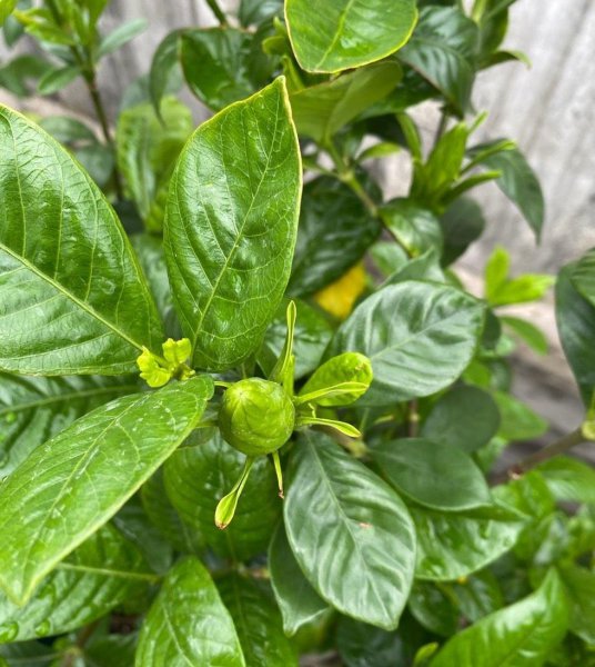 盆栽栀子花怎么养护