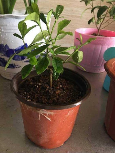 盆栽栀子花怎么养护