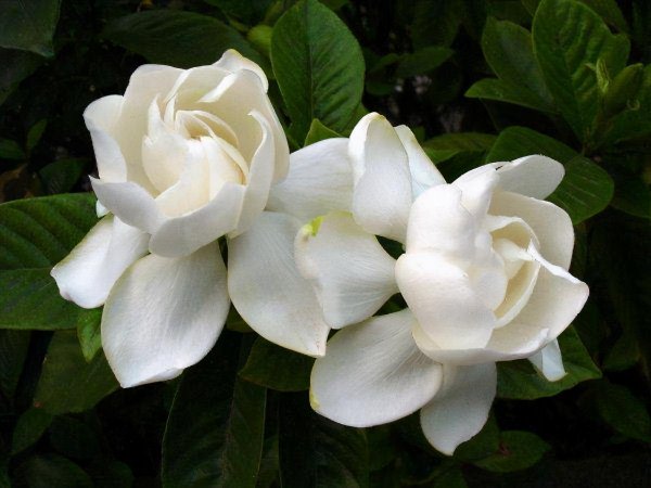 盆栽栀子花怎么养护