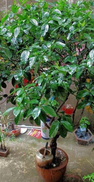 盆栽栀子花怎么养护