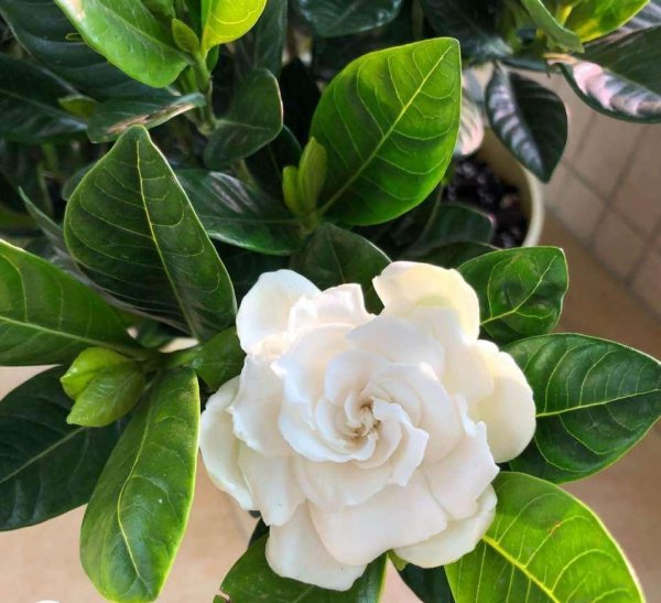 盆栽栀子花怎么养护